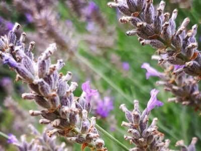Fleur-de-lavande